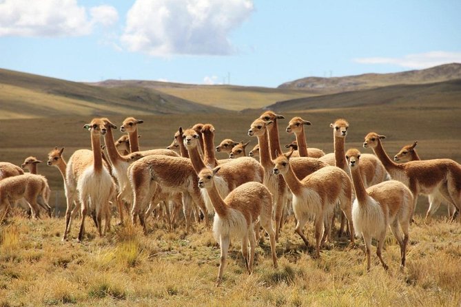 Reserva Natural Pampa Galeras